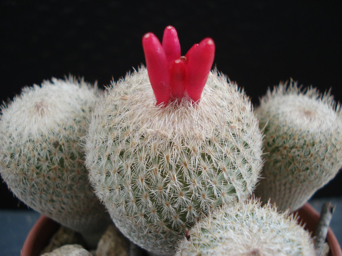 Epithelantha micromeris - Cactusi 2011