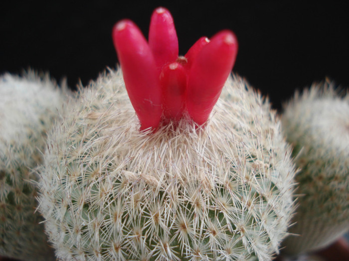 Epithelantha micromeris