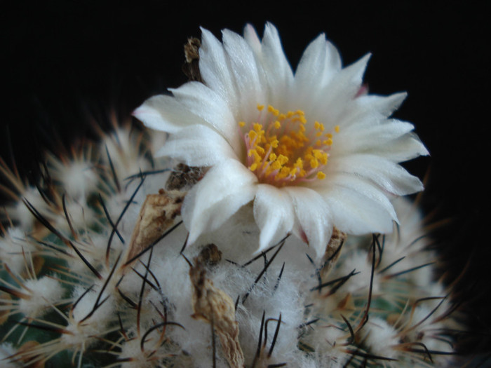 Turbinicarpus saueri