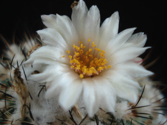Turbinicarpus saueri
