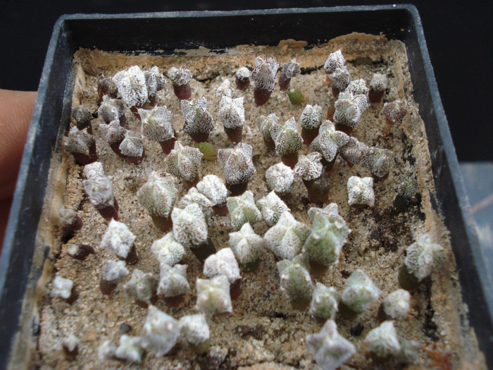Astrophytum