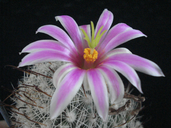 Mammillaria boolii