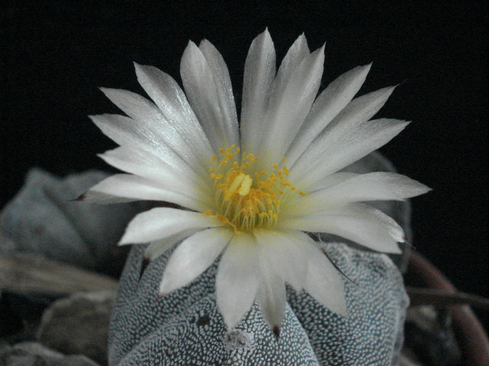 DSC07500