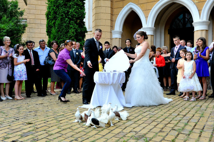 DRL_9320 - LANSARI PORUMBEI ALBI NUNTI SIGHETU MARMATIEI 2012