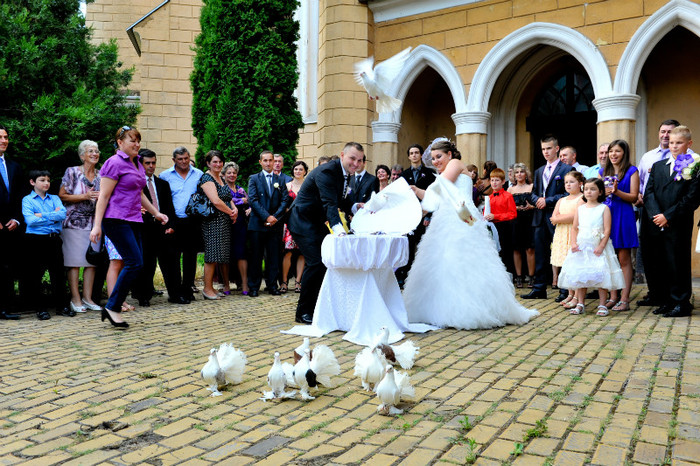 DRL_9329 - LANSARI PORUMBEI ALBI NUNTI SIGHETU MARMATIEI 2012