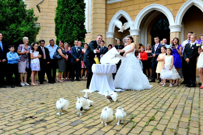 DRL_9334 - LANSARI PORUMBEI ALBI NUNTI SIGHETU MARMATIEI 2012