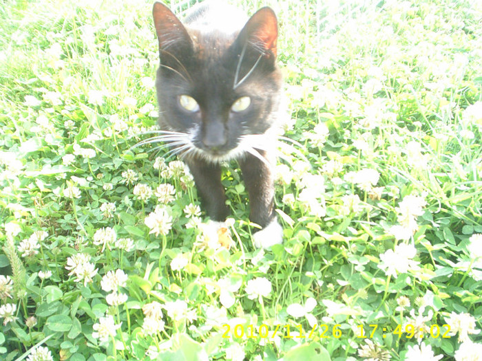 S3014812 - animale catei si pisici