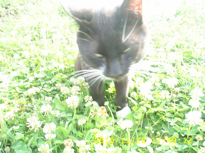 S3014813 - animale catei si pisici