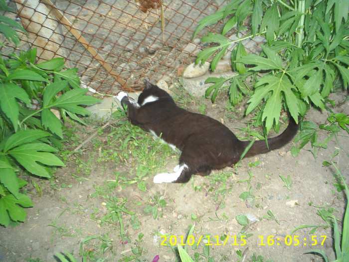 S3014691 - animale catei si pisici