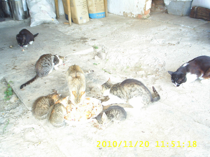S3014730 - animale catei si pisici