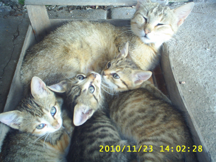 S3014770 - animale catei si pisici