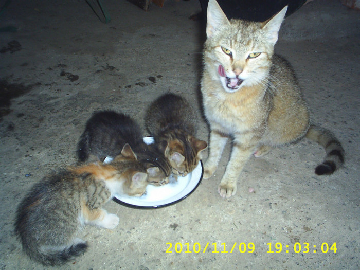 S3014670 - animale catei si pisici