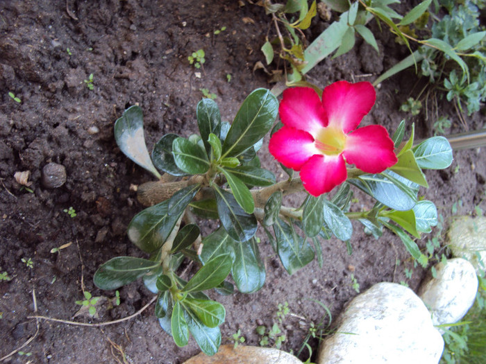 DSC08818 - Adenium