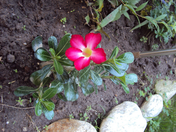 DSC08819 - Adenium