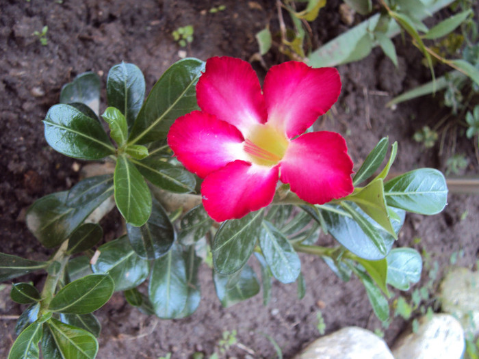 DSC08821 - Adenium