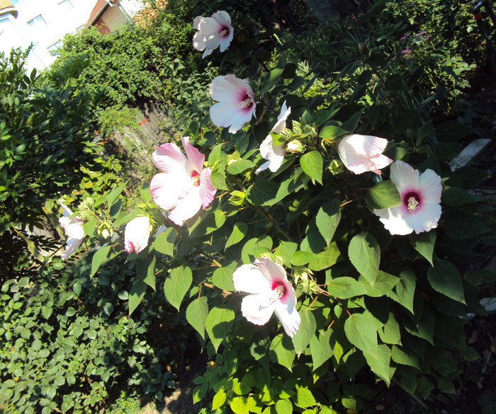 Coccineus e cat mine de inalt - Hibiscus de gradina