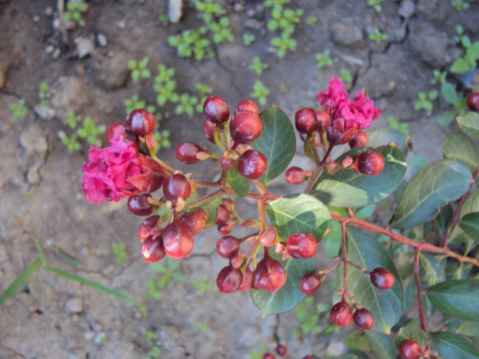 DSC08789 - Lagerstroemia indica