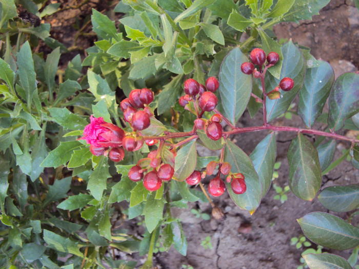 DSC08790 - Lagerstroemia indica