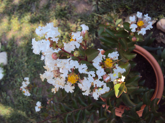 DSC08812 - Lagerstroemia indica