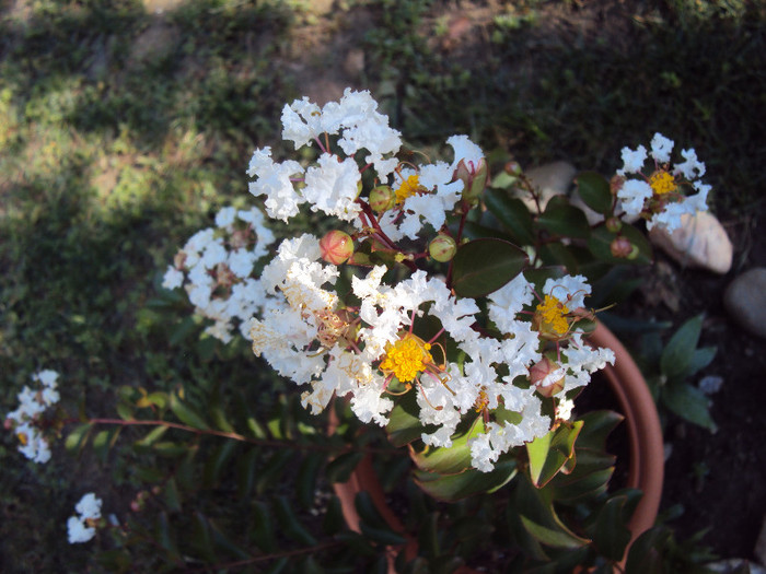 DSC08813 - Lagerstroemia indica