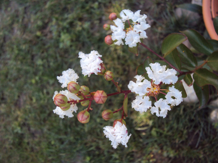 DSC08815 - Lagerstroemia indica