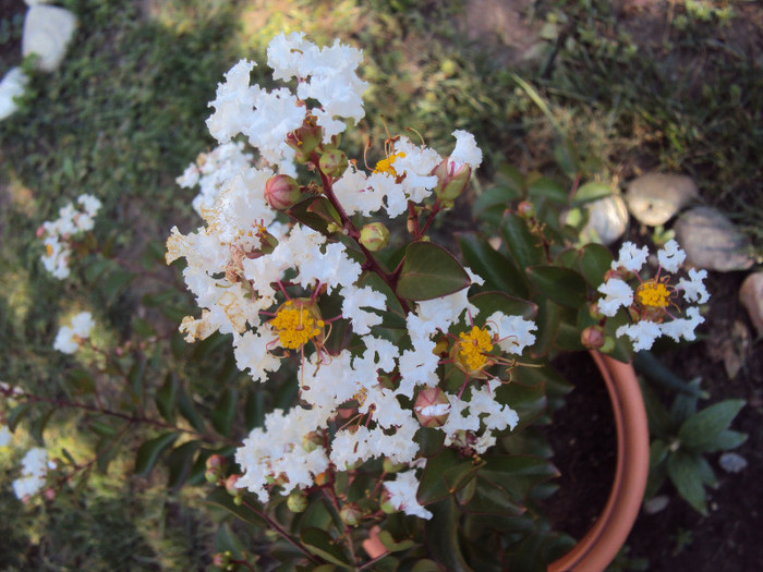 DSC08816 - Lagerstroemia indica