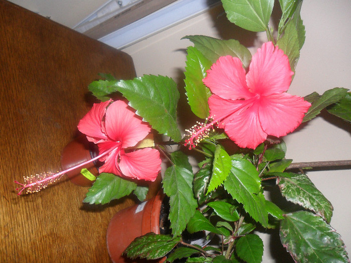 Hibiscus Rouge Tropique   Surinam