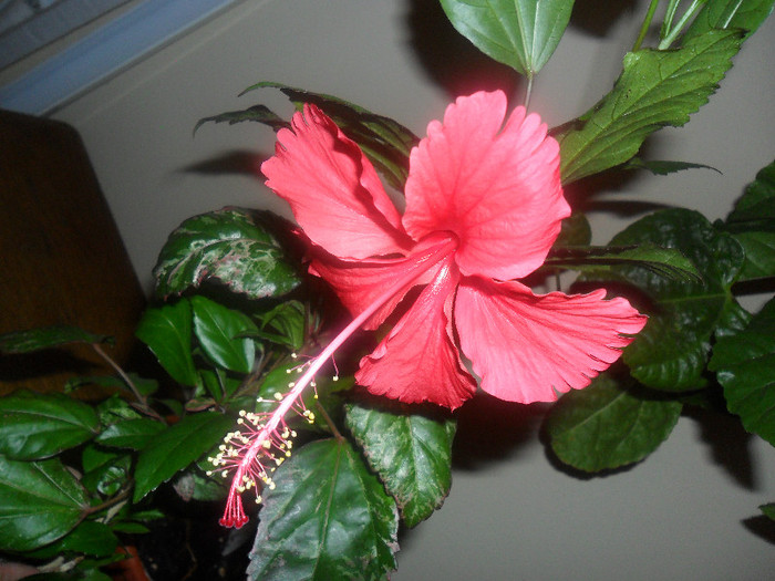 Hibiscus Surinam