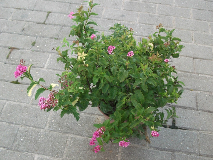 spirea