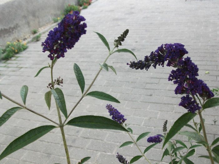liliac de vara