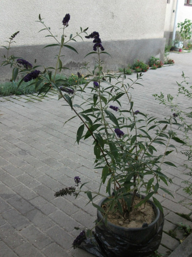 liliac de vara
