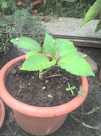 brugmansia; multumesc dianadia
