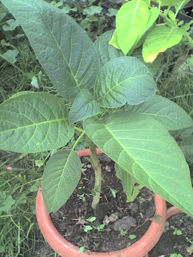 brugmansia; dianadia
