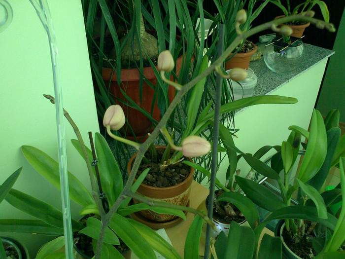 060820121717 - Phalaenopsis Tomberoneza