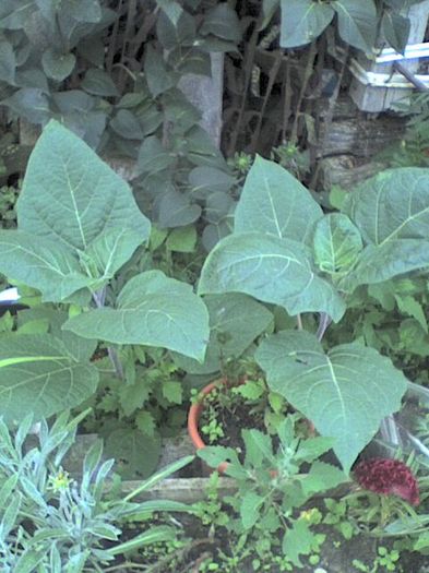 datura alba