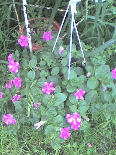 petunia - florile mele iulie 2012