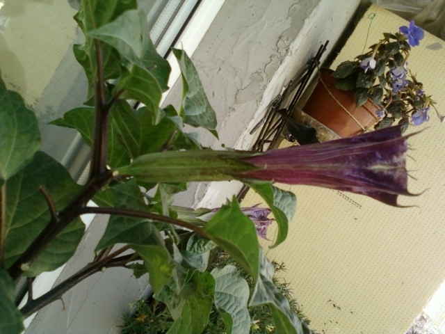 6 august 2012-flori 039 - brugmansia si datura