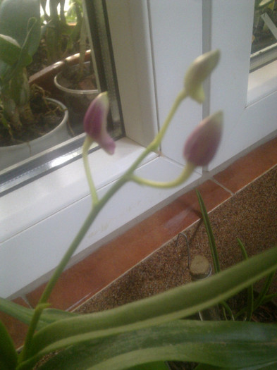 Imagine2120 - dendrobium