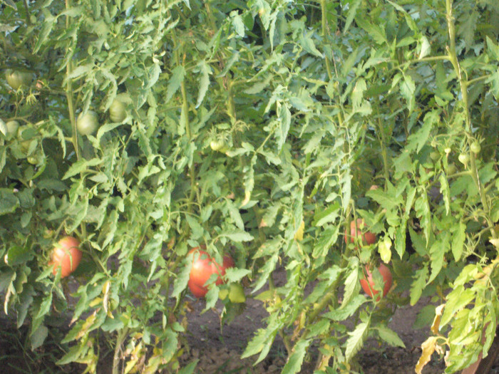 P1030300 - tomatele mele