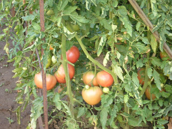 P1030301 - tomatele mele
