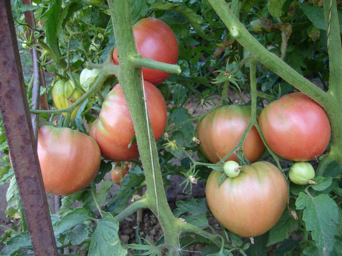 P1030303 - tomatele mele