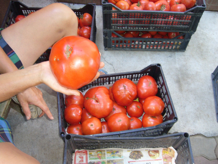 P1030308 - tomatele mele