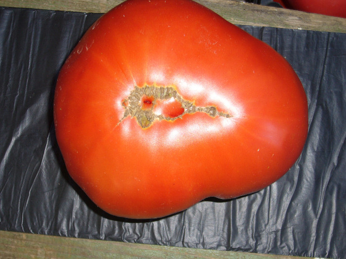 P1030314 - tomatele mele
