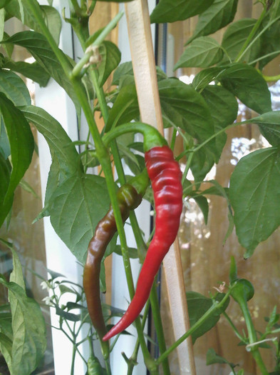 IMG346; Cayenne
