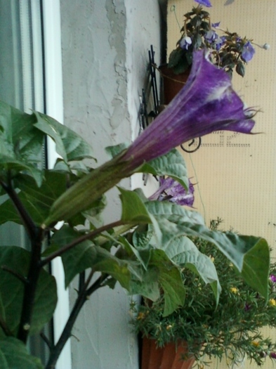 6 august 2012-flori 043