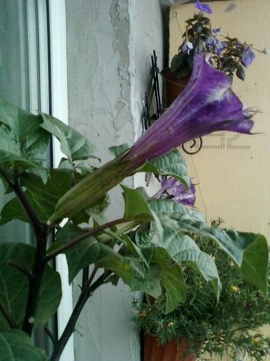 6 august 2012-flori 044 - brugmansia si datura