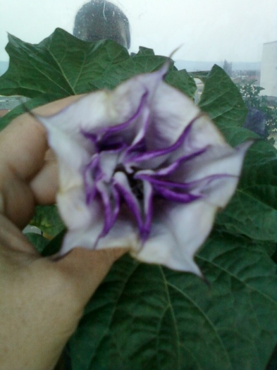 6 august 2012-flori 047 - brugmansia si datura