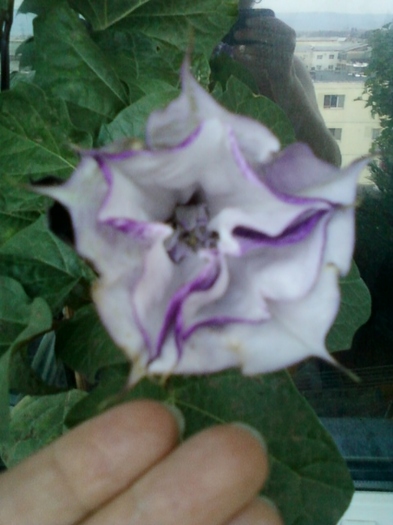 6 august 2012-flori 048 - brugmansia si datura