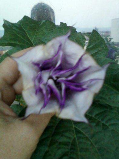 6 august 2012-flori 049 - brugmansia si datura