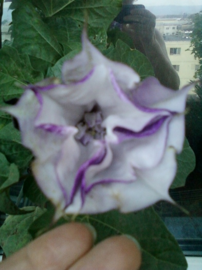 6 august 2012-flori 050 - brugmansia si datura
